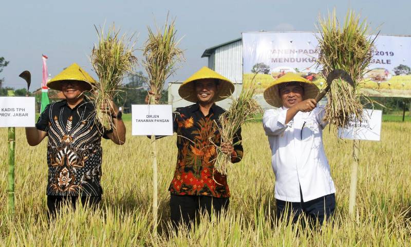 Tingkatkan Budidaya Padi Organik