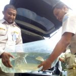 Larang Penjualan Ikan Aligator