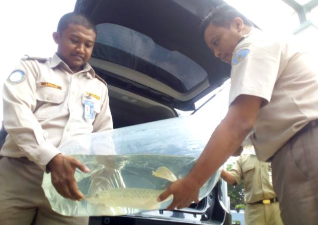 Larang Penjualan Ikan Aligator Larang Penjualan Ikan Aligator
