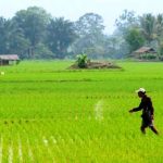Seorang petani saat menanam padi khususnya di musim kemarau ini agar tetap panen normal kendati sulitnya mendapatkan air.