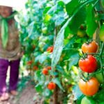 Tiga Bulan Terakhir Harga Sayuran Anjlok