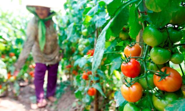 Tiga Bulan Terakhir Harga Sayuran Anjlok