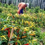 Balitbangtan Perkenalkan Benih Cabai Carvi Agrihorti