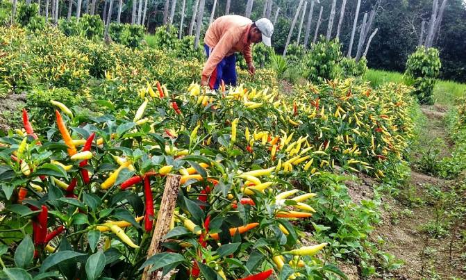 Balitbangtan Perkenalkan Benih Cabai Carvi Agrihorti