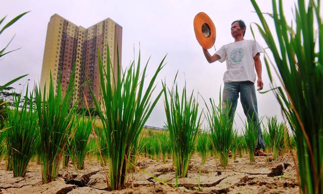 Hujan Belum Merata, Kekeringan Terus Meluas