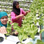Urban Farming Diusulkan untuk Siswa Perempuan