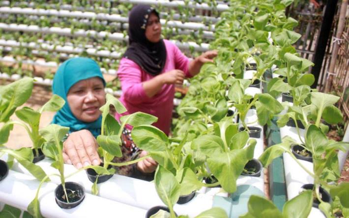 Urban Farming Diusulkan untuk Siswa Perempuan