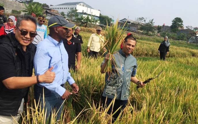Produksi Padi Cimahi Masih Jauh untuk Menutupi Kebutuhan