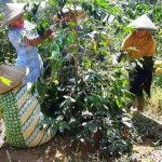 Kopi Asli Jabar Miliki Citarasa Berbeda