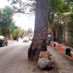 Keberadaan Pohon di Bahu Jalan Bahayakan Pengendara