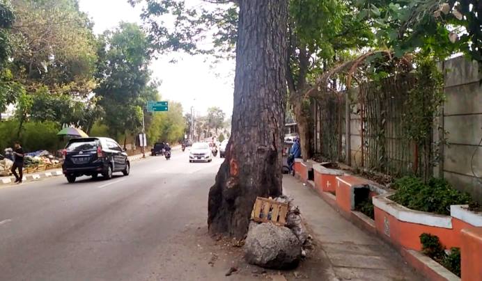 Keberadaan Pohon di Bahu Jalan Bahayakan Pengendara