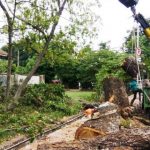 DLH Cimahi Tebang Belasan Pohon Sakit