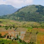 Dishut Jabar akan Luncurkan E-Tanam