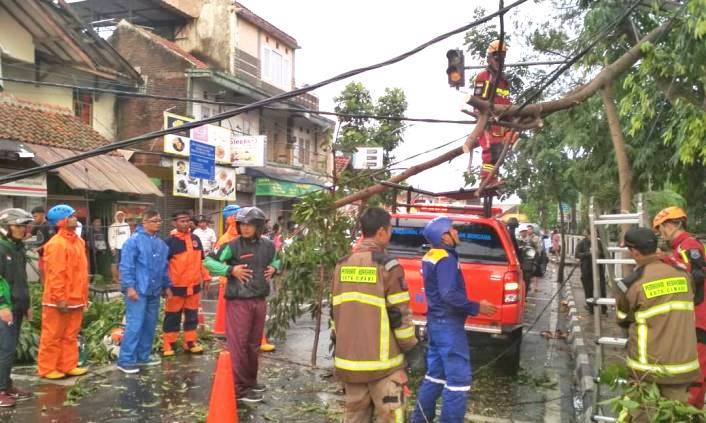 Pohon Milik Pemkot Cimahi Diasuransikan