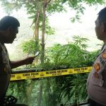 21 Batang Pohon Ganja Diamankan