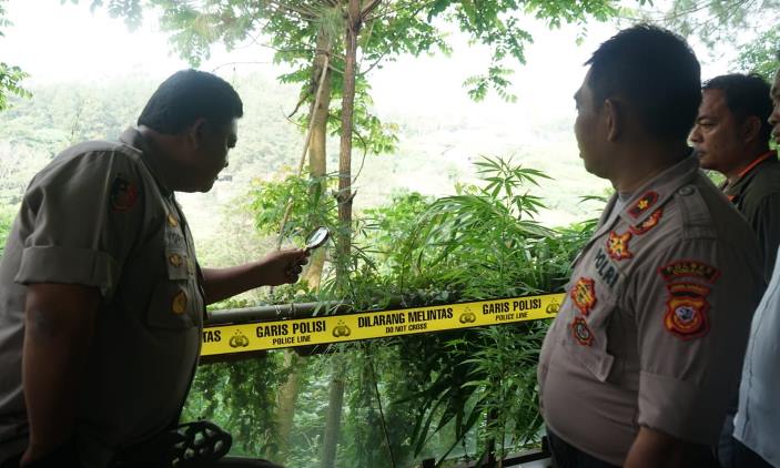 21 Batang Pohon Ganja Diamankan