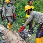 Waspadai Pohon Tumbang di Musim Hujan