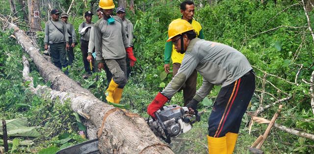 Waspadai Pohon Tumbang di Musim Hujan Waspadai Pohon Tumbang di Musim Hujan