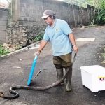 Soal Penemuan Ular Kobra di Musim Hujan, Warga Diminta Lebih Waspada