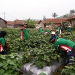 Cililin Menjadi Pilot Project Penanaman Kacang Edamame