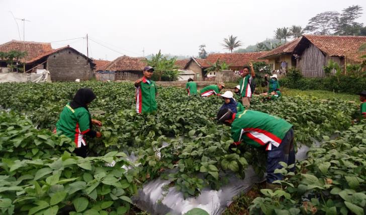 Cililin Menjadi Pilot Project Penanaman Kacang Edamame
