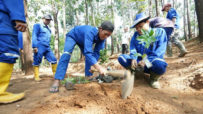 Tanam 5.500 Pohon Kopi untuk Kembangkan Ekonomi