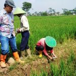 Petani Resah, Puluhan Hektare Sawah Diserang Hama Tikus