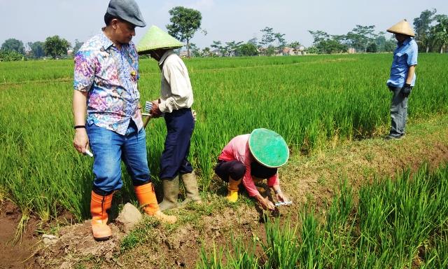 Petani Resah, Puluhan Hektare Sawah Diserang Hama Tikus