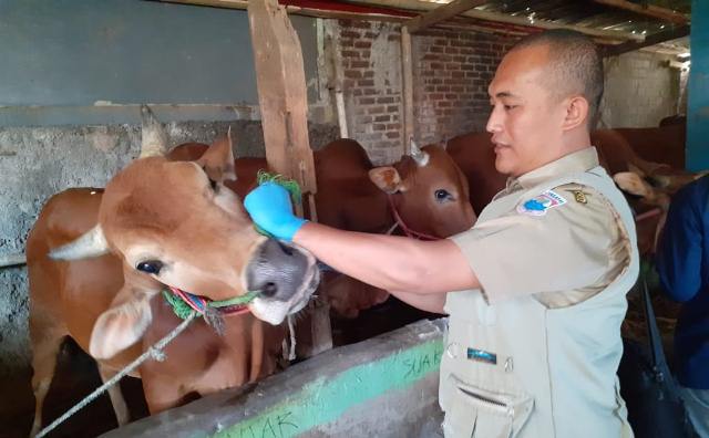 Cegah Antraks, Dispangtan Perketat Sapi Masuk Cimahi