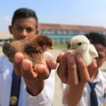 Program Anak Ayam Akan Dievaluasi