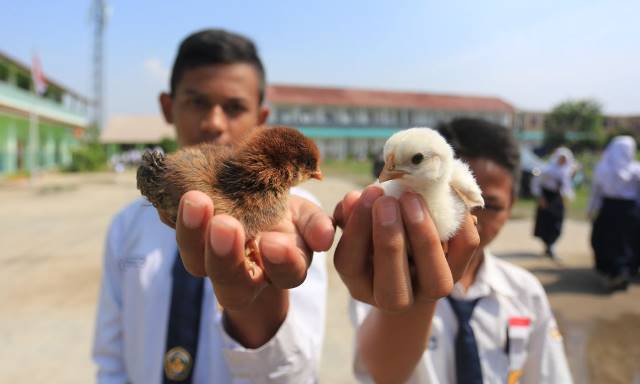 Program Anak Ayam Akan Dievaluasi