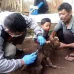 Anjing Liar Serang Warga, Disnakan Minta Tingkatkan Kewaspadaan