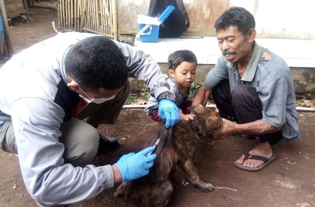 Anjing Liar Serang Warga, Disnakan Minta Tingkatkan Kewaspadaan