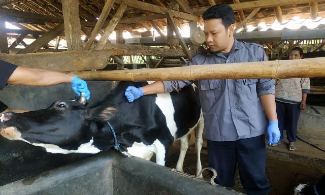 Tahun Ini Dispangtan Bakal Vaksin 150 Sapi Perah Tahun Ini Dispangtan Bakal Vaksin 150 Sapi Perah