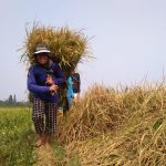 Lahan Minim, Produksi Padi di Cimahi Cuma 1.759 Ton Lahan Minim, Produksi Padi di Cimahi Cuma 1.759 Ton