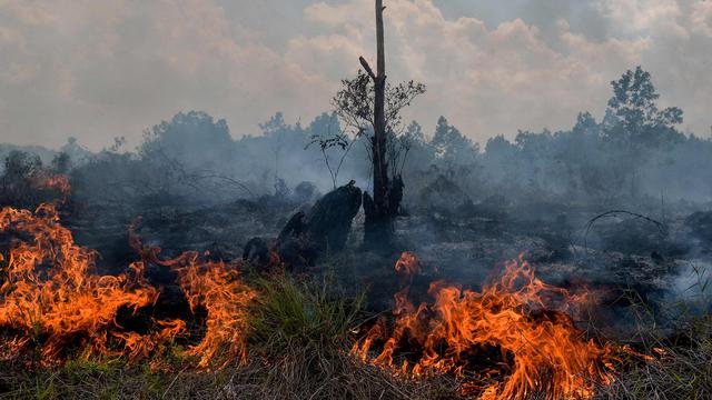 Ancam Copot Pejabat TNI-Polri Jika Tidak Bisa Mengatasi Karhutla