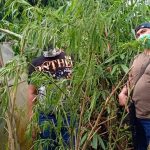 12 Pohon Ganja Siap Panen Ditanam di Areal Perkebunan Desa Cibogo