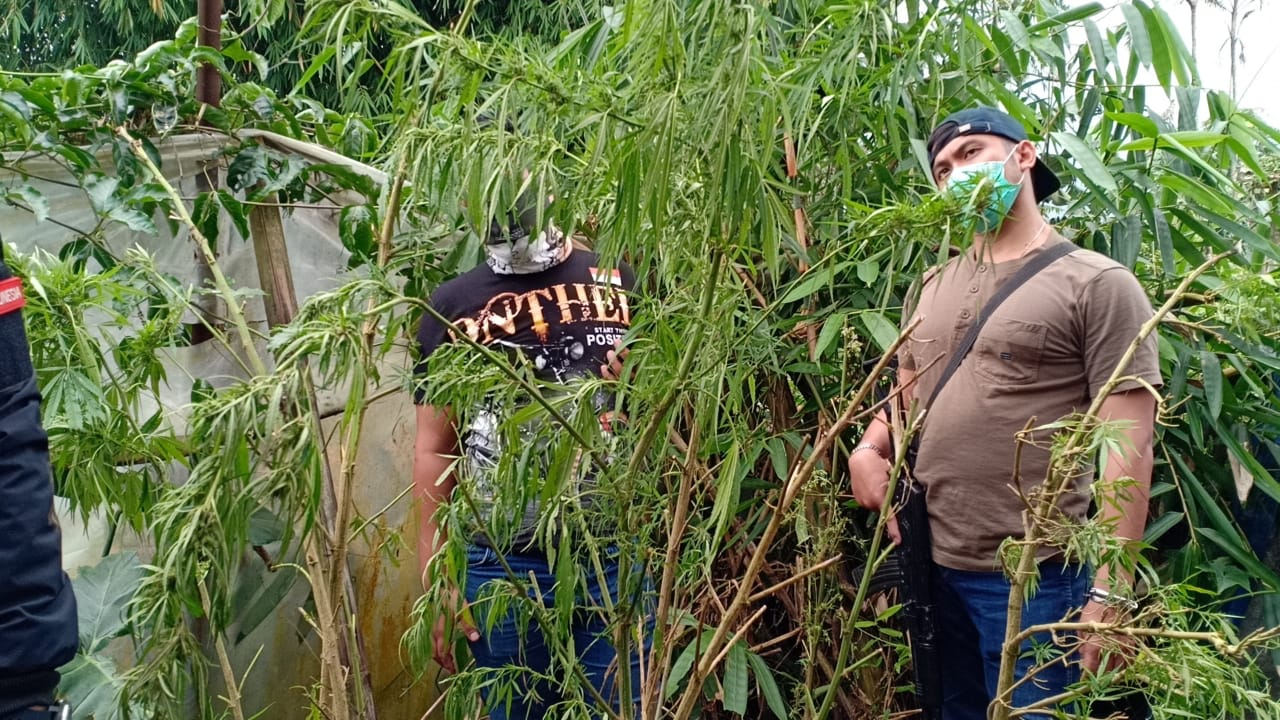 12 Pohon Ganja Siap Panen Ditanam di Areal Perkebunan Desa Cibogo