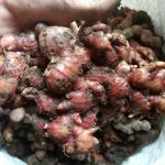 Darurat Corona! Konsumen ‘Berburu’ Jahe Merah