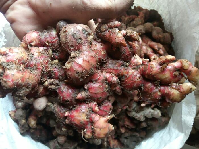 Darurat Corona! Konsumen ‘Berburu’ Jahe Merah