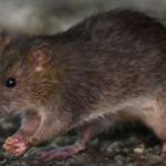 Waspada Gigitan Tikus di Ciwidey, Dinkes Bandung: Belum Ada Kasus Virus Hanta di Wilayah Kami