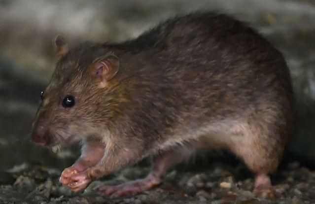 Korona Belum Usai, Hantavirus Mulai Resahkan Tiongkok Korona Belum Usai, Hantavirus Mulai Resahkan Tiongkok