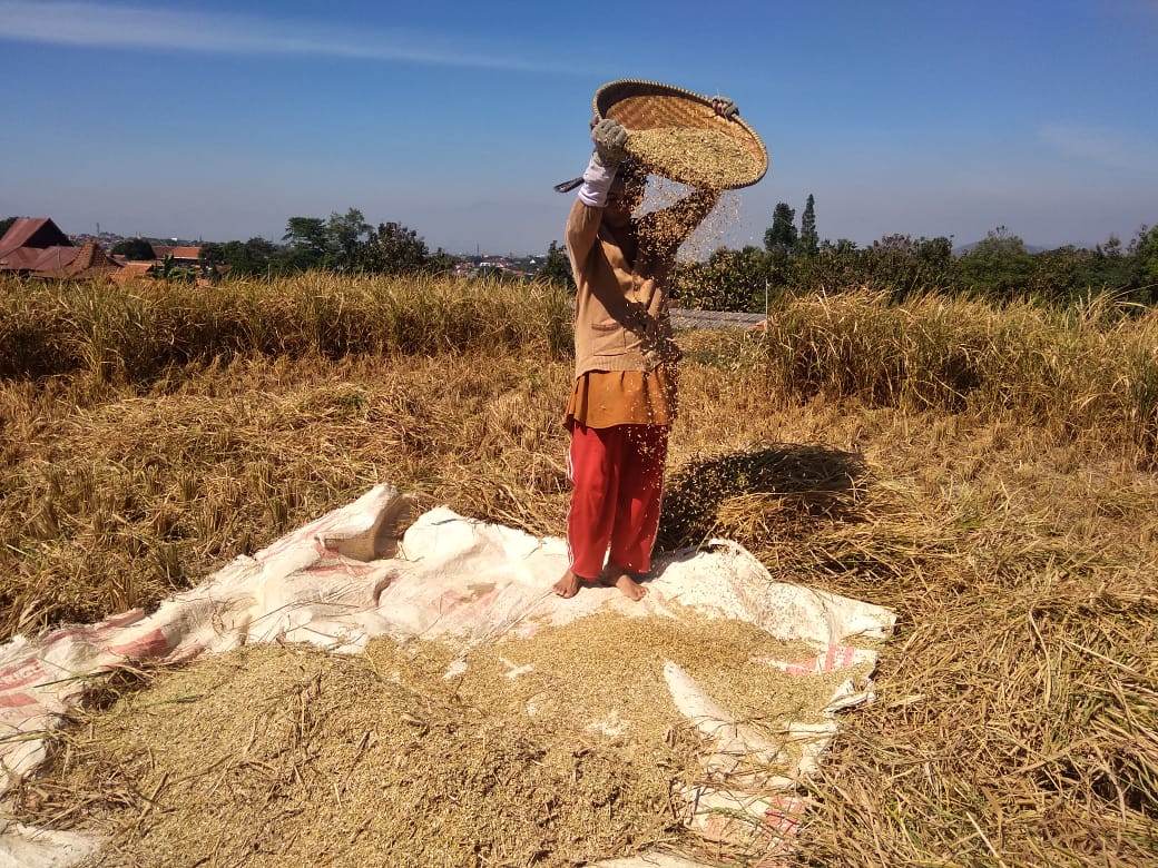 Asuransi Pertanian Kurang Diminati Para Petani