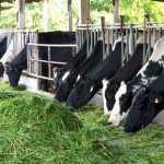 Terdampak Corona Virus, UPT Peternakan Sulit Dapat Rumput untuk Pakan Sapi