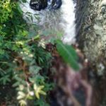 Warga Cililin Gempar! Ada Mayat Ngambang di Aliran Sungai Warga Cililin Gempar! Ada Mayat Ngambang di Aliran Sungai