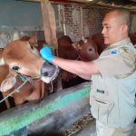 Asuransi Sapi di Cimahi Sepi Peminat