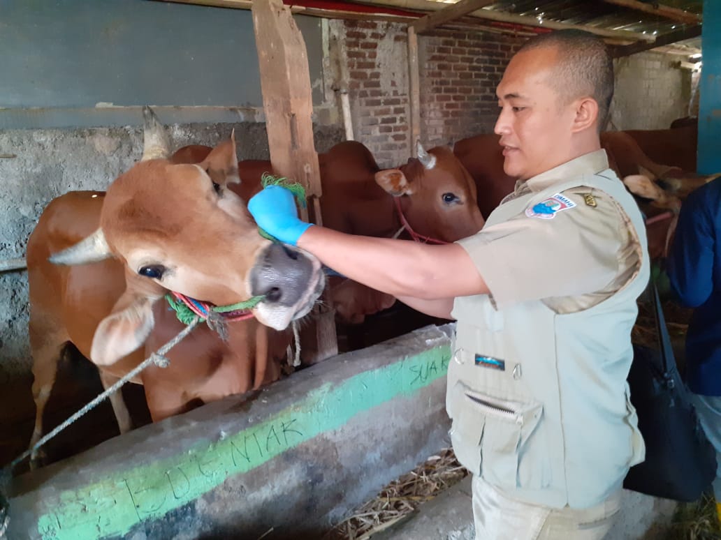 Asuransi Sapi di Cimahi Sepi Peminat