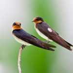 Tidak Terhambat Korona, Ekspor Burung Walet Tembus Rp1,578 triliun