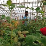 Akibat Korona Petani Bunga Cihideung Rugi, Bunga Siap Panen Dibiarkan Layu