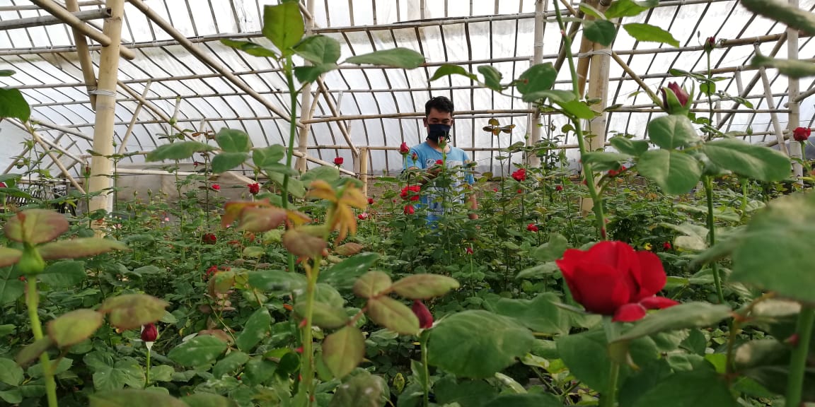 Akibat Korona Petani Bunga Cihideung Rugi, Bunga Siap Panen Dibiarkan Layu Akibat Korona Petani Bunga Cihideung Rugi, Bunga Siap Panen Dibiarkan Layu